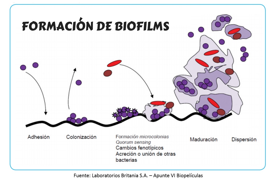 Biofilms en la industria alimentaria